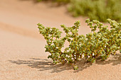 Pencil Bush, Namib Desert