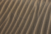 Insect Tracks on Dune