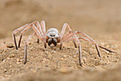 White Lady Spider