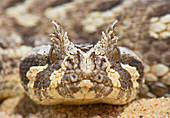 Many Horned Adder