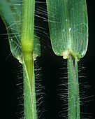 Large crabgrass leaf ligule