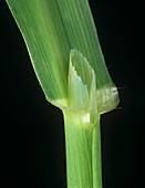 Winter wild oat leaf ligule