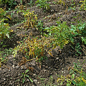 Potato late blight damage