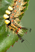 Vapourer moth caterpillar