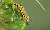 Vapourer moth caterpillar