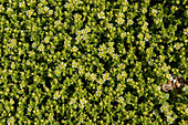 English stonecrop flowering