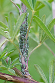 Aphids on tree lupin