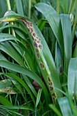 Bluebell rust