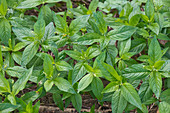 Dog's mercury