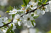 Blackthorn blossom