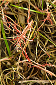 Red thread on grass