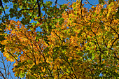 Tree leaves in autumn