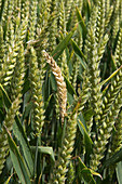 Whitehead among green wheat ears