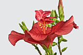 Deformed Hibiscus flower