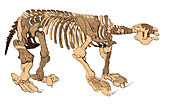 Megatherium Skeleton, Illustration