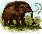 Woolly Mammoth, Illustration