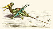 Rhamphorhynchus, Illustration