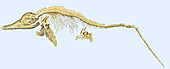 Ichthyosaur Fossil, Illustration