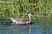 Wilson's Phalarope, Phalaropus tricolor