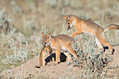 Juvenile Swift Foxes with Prey