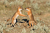 Young Swift Foxes Play