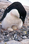 Adelie Penguin with Eggs