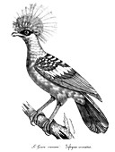 Crowned Goura Pigeon