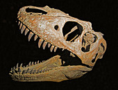 Teratophoncus Curriei Skull
