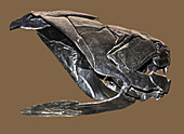 Dunkleosteus Terrelli Skull