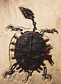 Trionyx Turtle Fossil