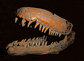 Prognathodon Stadtmani Skull