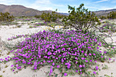 Desert Sand Verbena and Creosote Bush