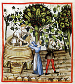 Tacuinum Sanitatis, Winemaking
