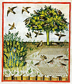 Tacuinum Sanitatis, Turtle Doves