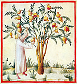 Tacuinum Sanitatis, Sour Pomegranates
