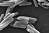 Mycobacterium tuberculosis Bacteria, SEM