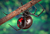 Latrodectus mactans, Black Widow Spider