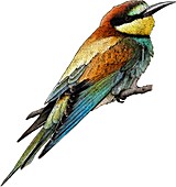 European Bee Eater