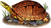 Gold Coin Turtle