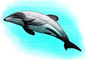 Mauis Dolphin