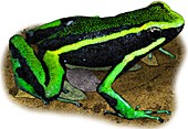 Three Striped Poison Dart Frog