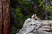 Marmot sentry