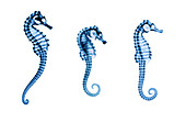 Seahorses, Historical X-Ray