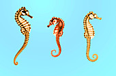 Seahorses, Historical X-Ray