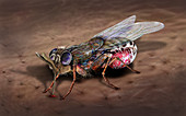 Tsetse fly, illustration