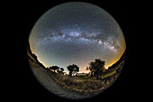 Milky Way over trees, full-dome image