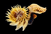 Chaetopterus marine worm