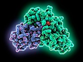 Ovarian tumour complexed with ubiquitin, molecular model