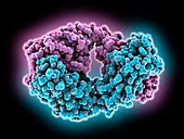 Efalizumab fab fragment, molecular model