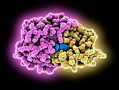 HIV protease complexed with darunavir, molecular model